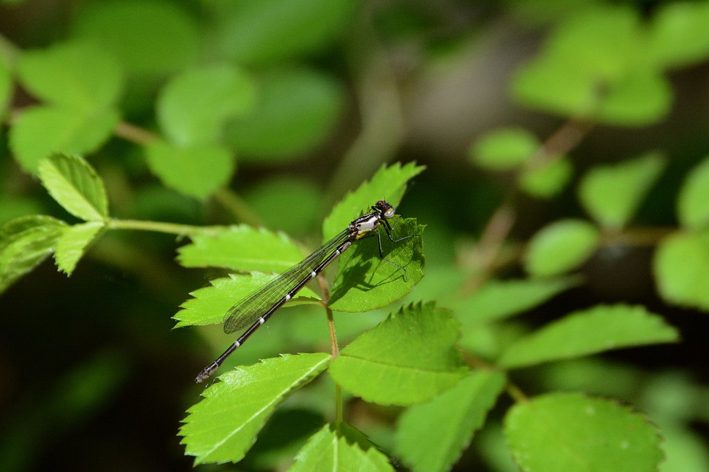 003 2016-05230976 Oxbow NWR, MA.JPG - Aurora Damsel (Chromagrion conditum)(f). Oxbow National Wildlife Refuge, MA, 5-23-2016